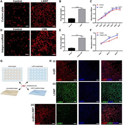 Engineered multi-functional, pro-angiogenic collagen-based scaffolds loaded with endothelial cells promote large deep burn wound healing